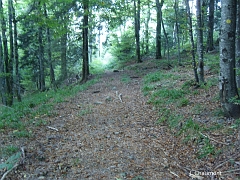 Le chemin redescend vers la route du Ballon